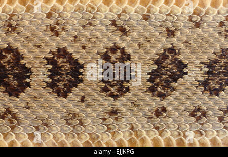 closeup rattlesnake skin background Stock Photo