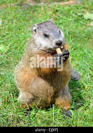 Close-up of a ground hog on grass eating a peanut. Stock Photo