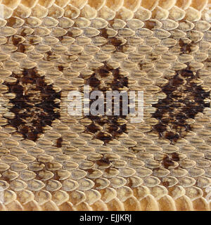 rattlesnake skin texture close up Stock Photo: 31477078 - Alamy