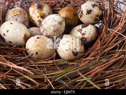 Empty bird nest made of pine tree needles. Isolated over white background Stock Photo