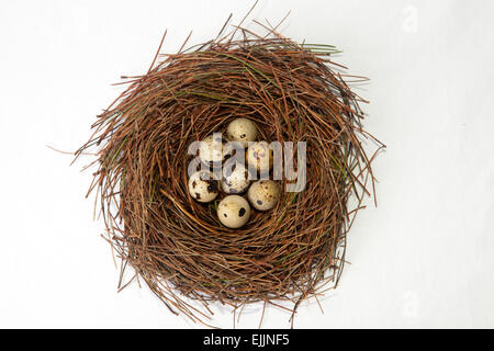 Bird nest made of pine tree needles with quail eggs. Isolated over white background Stock Photo