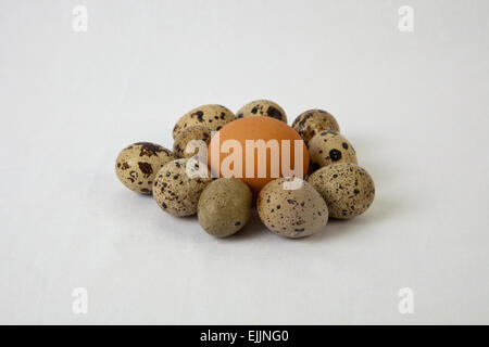 Goup of quail eggs with an big chicken brown one. Isolated over white  background Stock Photo - Alamy