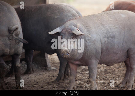 Black Iberian pigs running free. Badajoz province, Extremadura, Spain Stock Photo