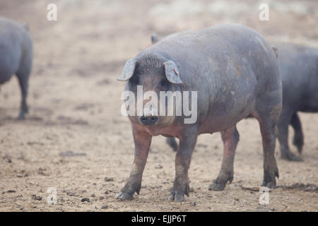 Black Iberian pigs running free. Badajoz province, Extremadura, Spain Stock Photo