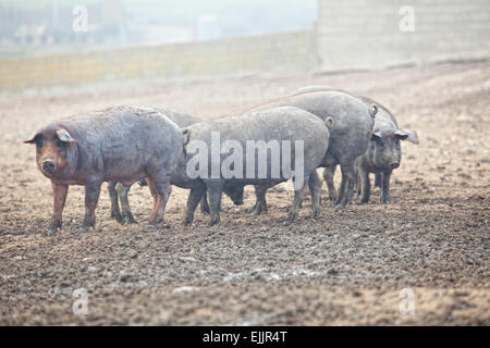 Black Iberian pigs running free. Badajoz province, Extremadura, Spain Stock Photo