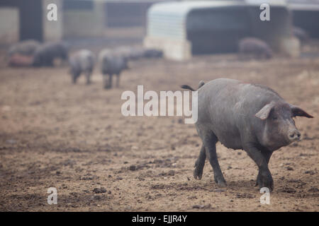 Black Iberian pigs running free. Badajoz province, Extremadura, Spain Stock Photo