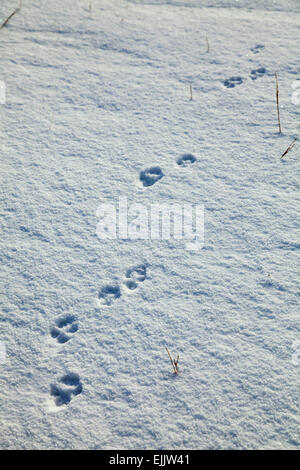 Fox footprints in the snow, Brandon Mountain, Dingle Peninsula, County Kerry, Ireland. Stock Photo