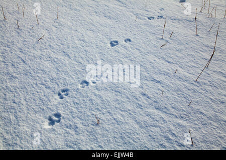 Fox footprints in the snow, Brandon Mountain, Dingle Peninsula, County Kerry, Ireland. Stock Photo