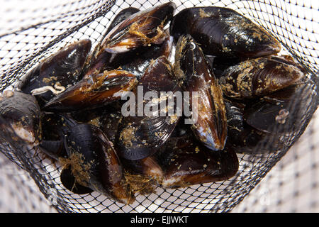 Fresh raw mussels on their net. Isolated on a white background Stock Photo