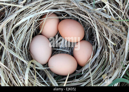 Chicken eggs in a arranging nest - Easter composition Stock Photo