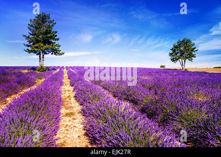 Lavender field in Provence, near Sault, France Stock Photo