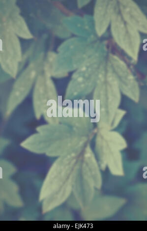 Blurred background of hanging leaves. Designed to work with text overlays including the text colour white. Stock Photo