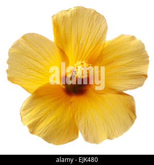 Tropical Yellow Hibiscus Flower on White Background Stock Photo
