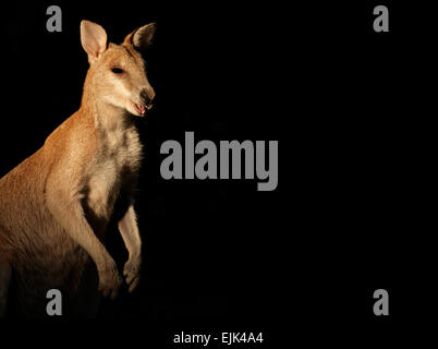 Agile Wallaby (Macropus agilis) on black, Australia Stock Photo