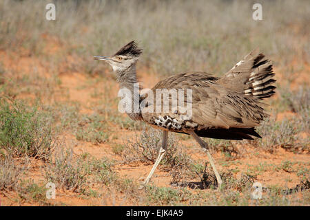 Male kori bustard (Ardeotis kori) displaying, Kalahari desert, South Africa Stock Photo