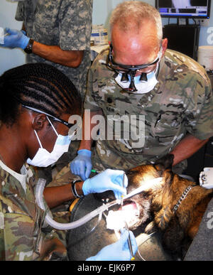 Lt. Col. Steven Keir and Capt. Callief Shand both Army Reserve dentists from north Florida provide root canal treatment to a Military Working Dog who injured his tooth on patrol in Afghanistan. The NATO Role 3 hospital in Kandahar provides care to all coalition forces, including four legged ones. Stock Photo