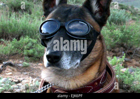 A military working dog wears Doggles to protect his eyes as a Chinook helicopter takes off, kicking up dust and debris, during an air assault operation by U.S. soldiers assigned to Alpha Troop, 1st Squadron, 172nd Cavalry Regiment, 86th Infantry Brigade Combat Team, Parwan province, Afghanistan, May 11, 2010.  Sgt. Jason Brace Stock Photo