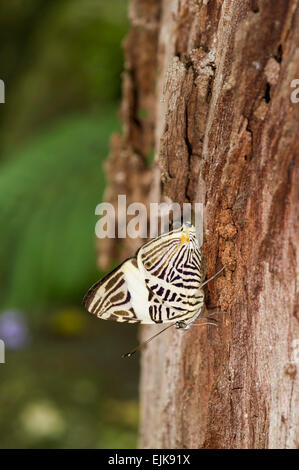 Dirce beauty, Colbura dirce, Neotropical butterfly park, Suriname Stock Photo
