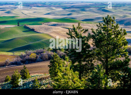 Palouse Country - Eastern Washington Stock Photo