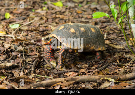 Red-footed tortoise, Chelonoidis carbonaria, Suriname, South America Stock Photo