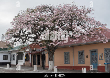 Pink trumpet tree (Tabebuia rosea) in San Jose,Costa Rica Stock Photo