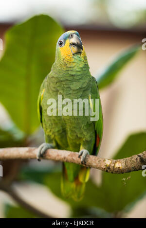 Orange-winged Amazon parrot, Amazona amazonica,  Suriname Stock Photo