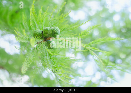 Sunlit pastel cypress tree branch with lush foliage and green cones. Stock photo with selective soft focus Stock Photo