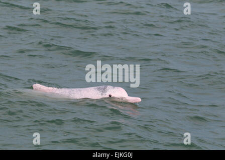 Chinese White Dolphin, Indo-Pacific humpback dolphin, Sousa chinensis adult surfacing, Hong Kong Stock Photo