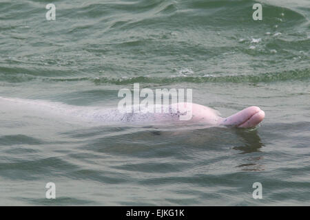 Chinese White Dolphin, Sousa chinensis, Indo-Pacific humpback dolphin, beak and face of an adult dolphin Stock Photo