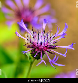 Blue Cornflower centaurea cyanus Stock Photo