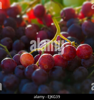 Red globe grapes macro close up square composition Stock Photo