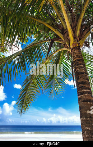 Tropical beach palm tree Trinidad and Tobago Maracas Bay blue sky and sea front Stock Photo