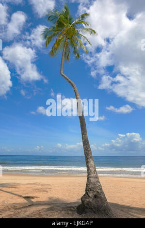 Tropical beach palm tree Trinidad and Tobago Maracas Bay blue sky and sea front Stock Photo