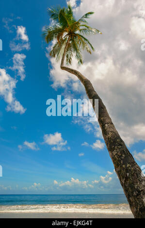 Tropical beach palm tree Trinidad and Tobago Maracas Bay blue sky and sea front Stock Photo