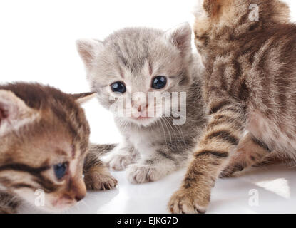 striped kittens Stock Photo