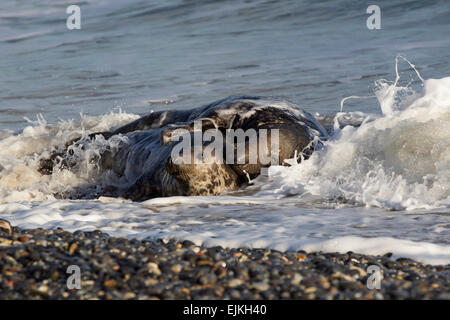 Grey Seal, Kegelrobbe, Halichoerus grypus, Helgoland, mating pair on pebble beach Stock Photo