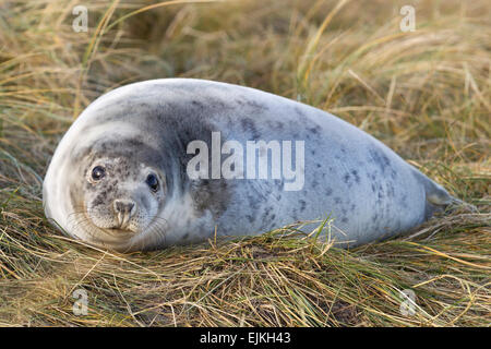 Grey Seal, Kegelrobbe, Halichoerus grypus, Helgoland, seal pup Stock Photo