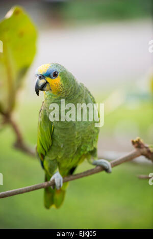 Orange-winged Amazon parrot, Amazona amazonica,  Suriname Stock Photo