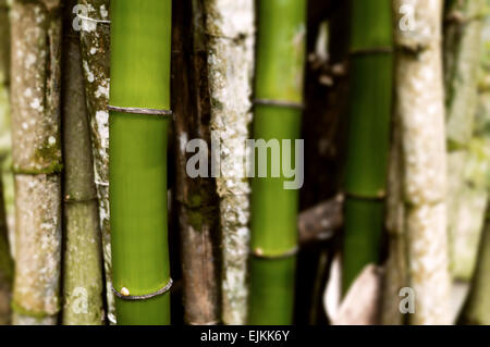 Section of bamboo trees grouped together background Stock Photo