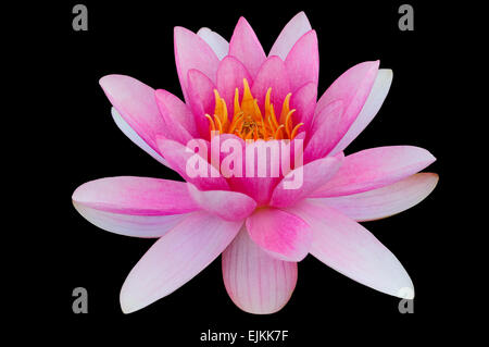 Pink water lily black background clip art clipping path Stock Photo