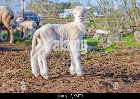 One winter young lamb running and playing on dehesa landscape Stock Photo