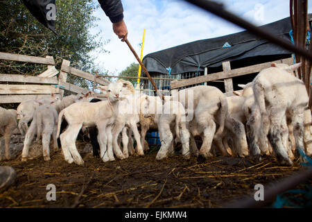 Some young lambs running and playing fenced in while the shepherd tr to grab one with his cane hook Stock Photo