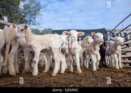 Some young lambs running and playing fenced in Stock Photo