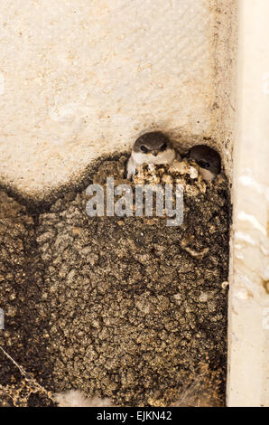 Two juvenile house martins (Delichon urbicum) in a nest under a balcony in Chagny, Burgundy, France. Stock Photo