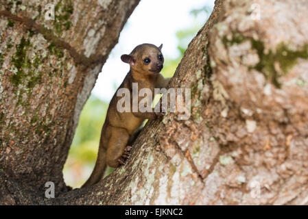 Immature kinkajou (Potos flavus), Galibi, Suriname Stock Photo