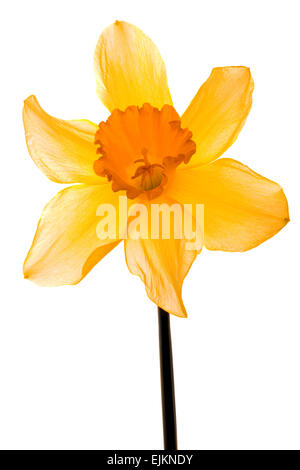 Wild Daffodil Lent Lily Isolated on White Background Stock Photo