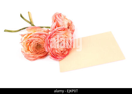 three dry roses Stock Photo