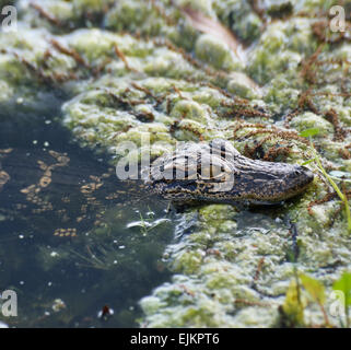 Florida Baby Alligator In The Swamp Stock Photo