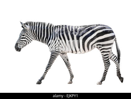 Walking zebra isolated on white background Stock Photo