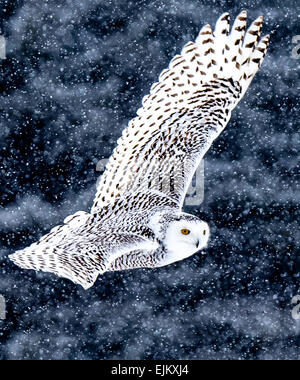 Snowy Owls can be seen roaming fields looking for food during the winter months. Stock Photo